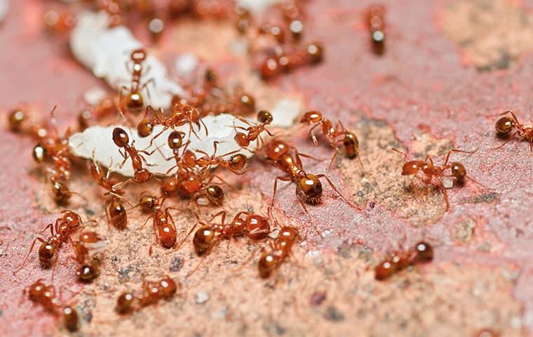 fire ants crawling on the ground