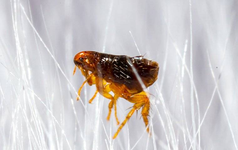 flea crawling in white hair