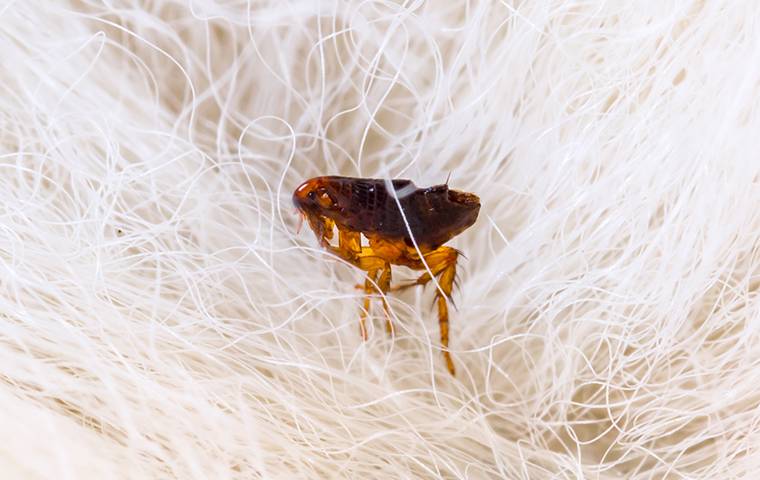 up close image of a flea in white hair