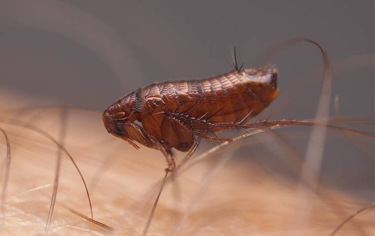 a flea crawling through a person's arm hair