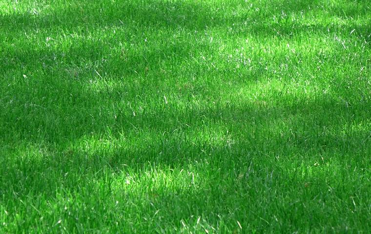 green lawn in shade