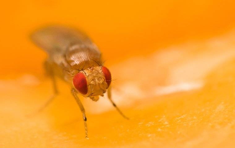 fruit fly on citrus