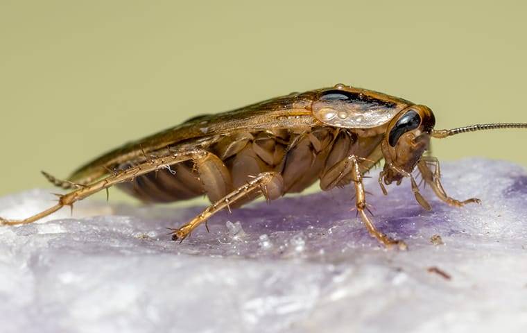 a german cockroach in a home