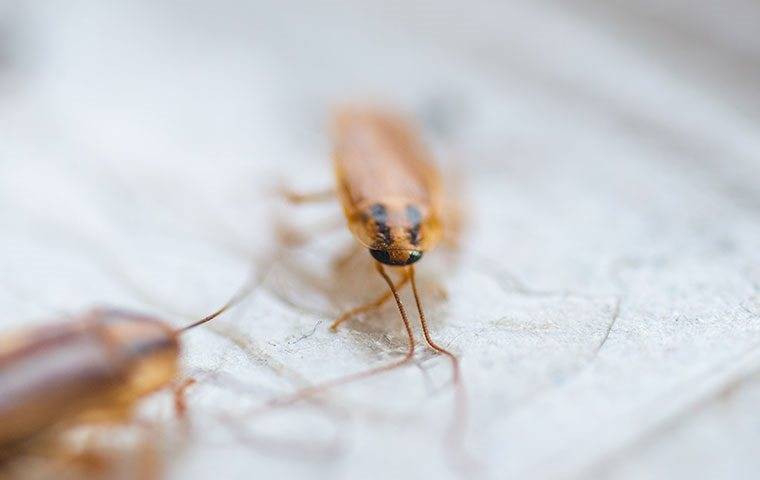 A German cockroach on a glue board.