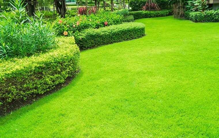 nice fresh green lawn
