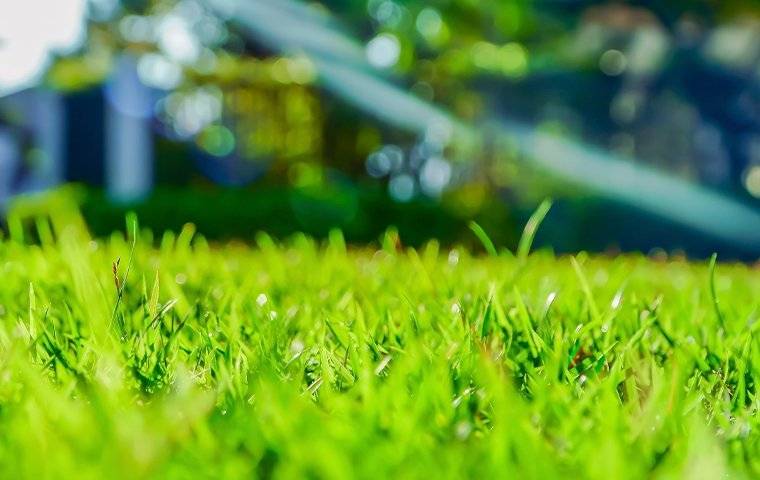 a close up of a green lawn