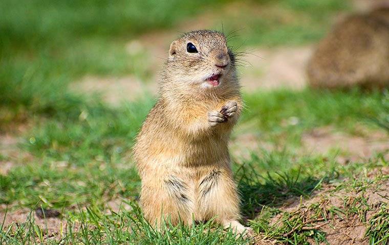 ground squirrel in the yard