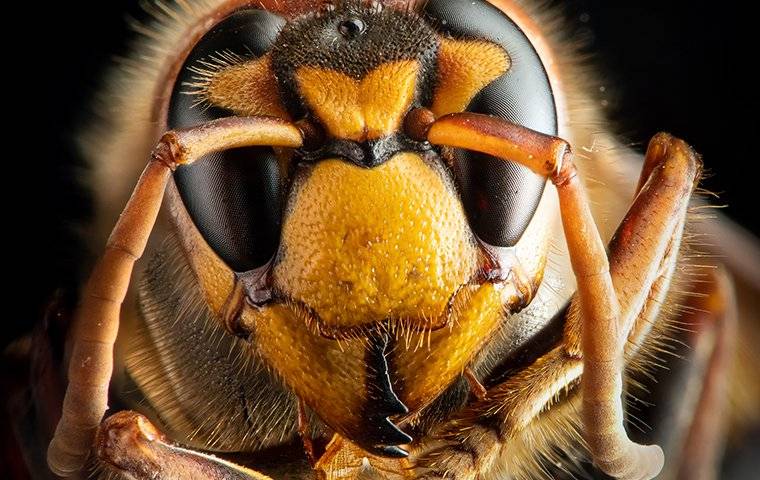 close up of hornet face