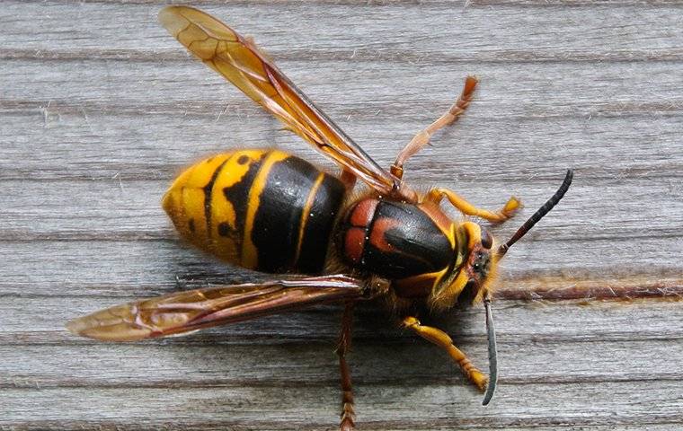 a hornet outside a home