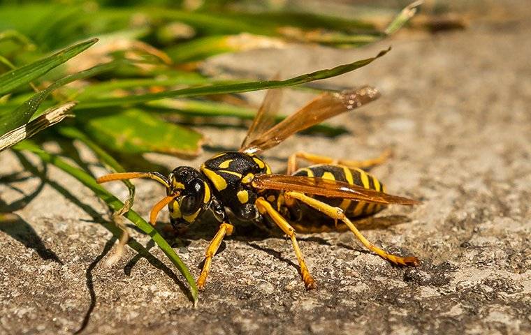 a hornet resting on pavement near grass