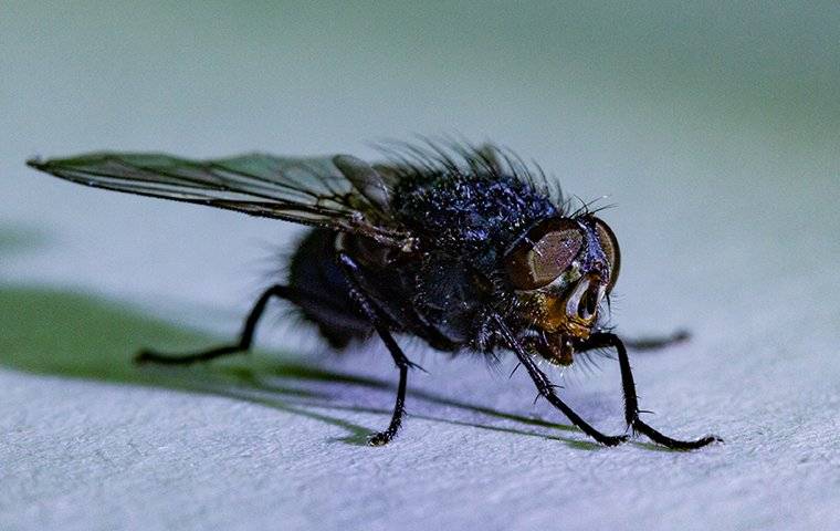 a house fly on a kitchen table