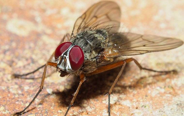 house fly on kitchen counter