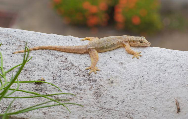 a lizard on a rock