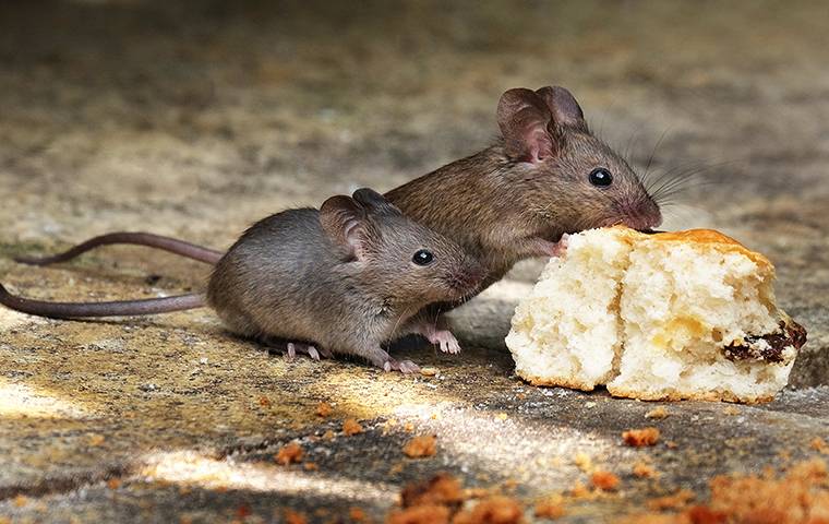 two mice nibbling on a biscuit on a kitchen floor