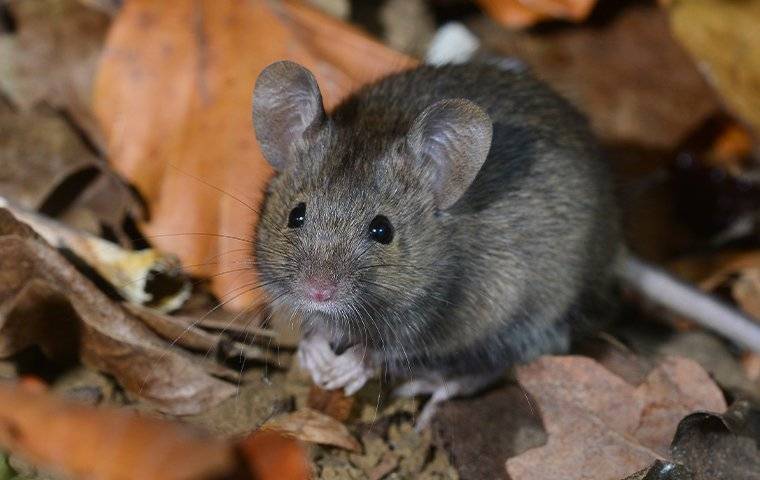 house mouse in leaves outside