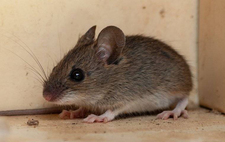 https://cdn.branchcms.com/WejJPKldRq-1556/images/blog/house-mouse-infestation-2.jpg