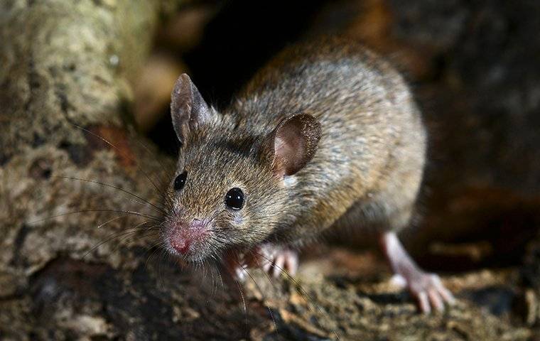 house mouse outside home