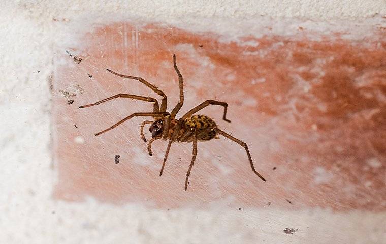 house spider in web