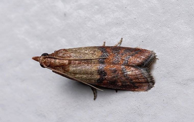 indian meal moth in pantry