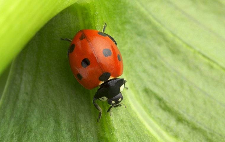 lady bug on leaf