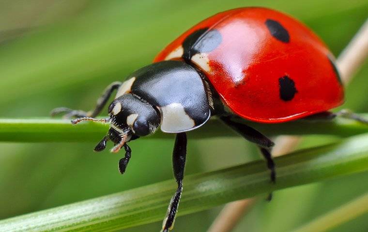 a ladybug on a blade of grass