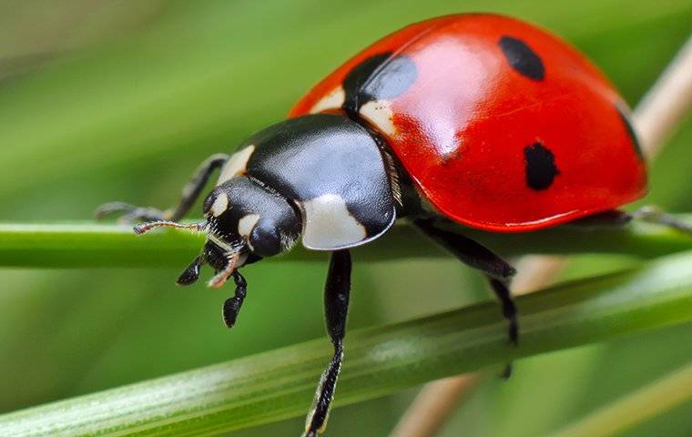 How to Get Rid of Ladybugs - Ladybug Removal Methods