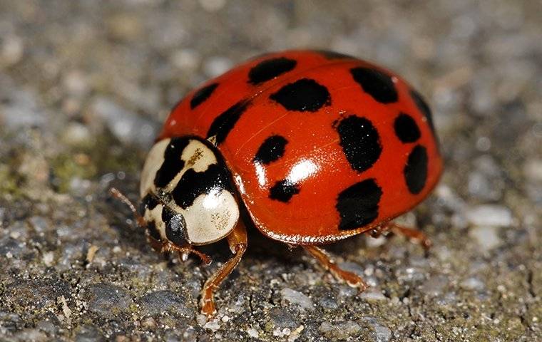 ladybug on the gravel