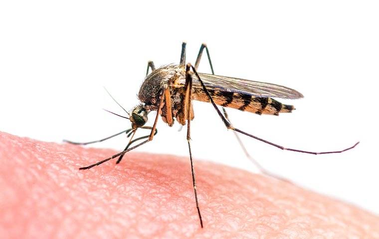 mosquito biting skin of hand