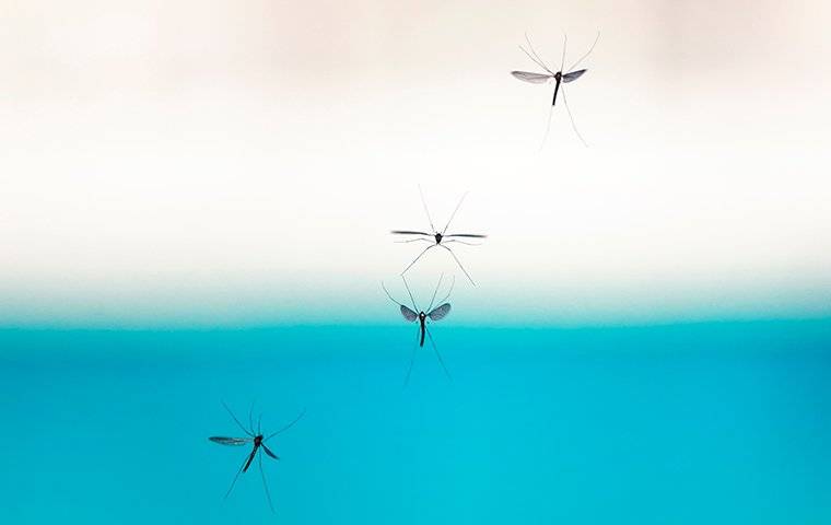 mosquitoes flying near a pool