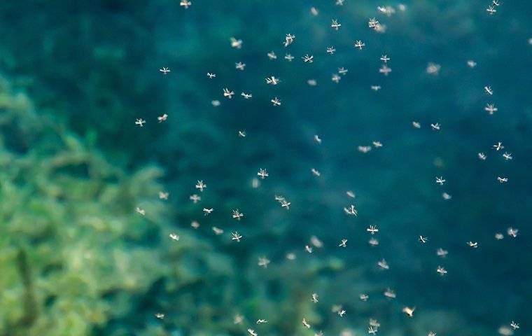 mosquitos swarming in a yard