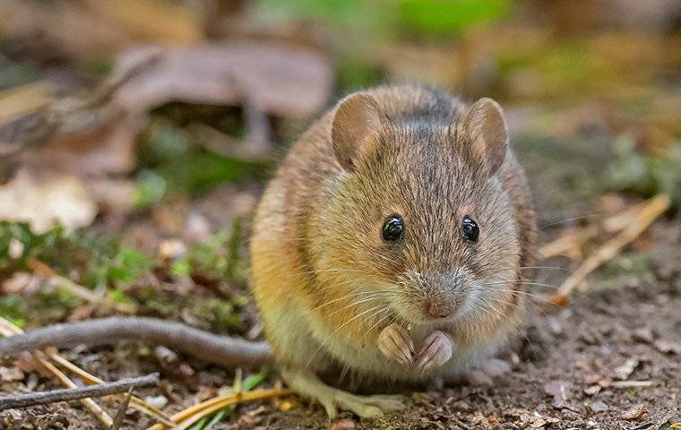 mouse in dirt