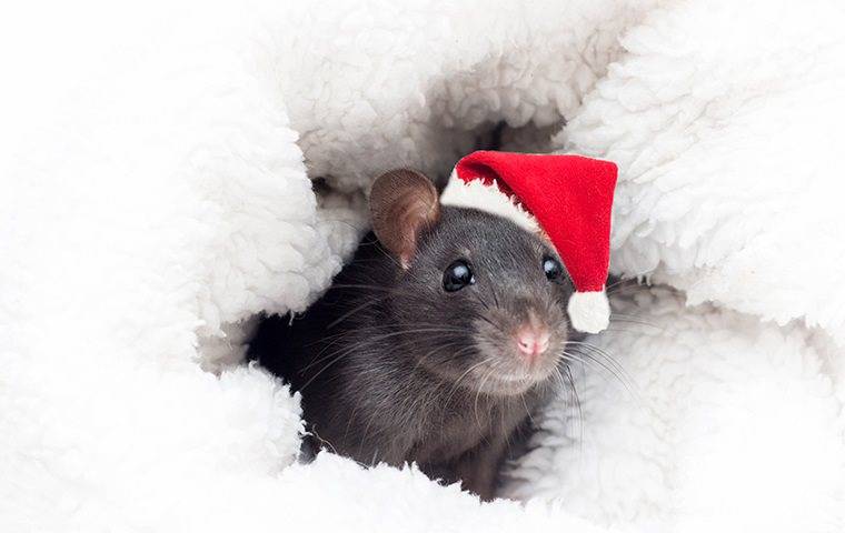 a mouse with a santa hat