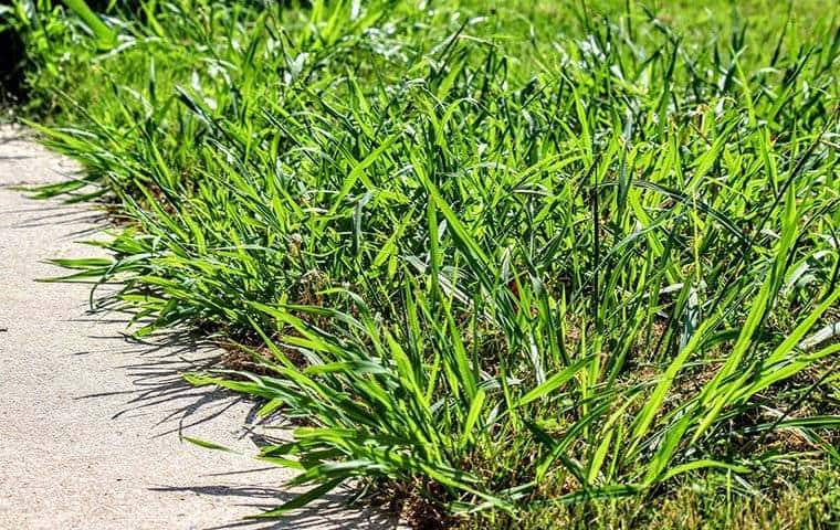 crabgrass weeds in a green lawn