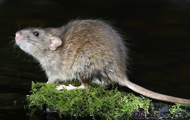 How To Get Rid Of Rats  Do-It-Yourself Pest Control