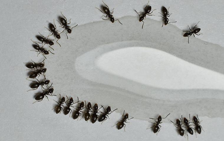 ants drinking from water