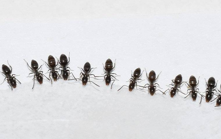 a colony of odorouse house ants in a kitchen