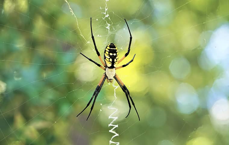 Some spiders aren't as scary as they look, but can be a nuisance for homeowners.