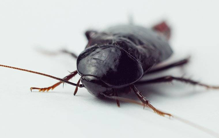 oriental cockroach up close