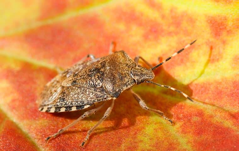 stink bug on a orange leaf