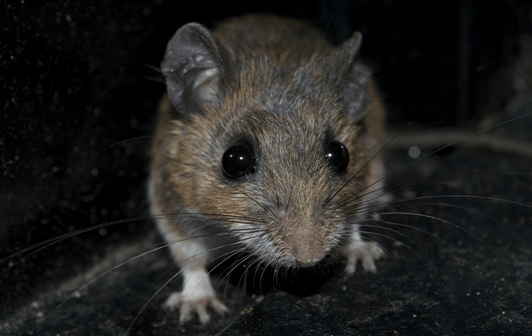 Blog - How To Keep Mice Away From Your Greensboro, NC Home