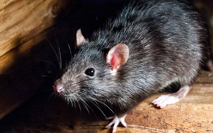 roof rat in garage