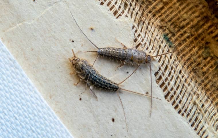 Silverfish destroy fabric and paper products.