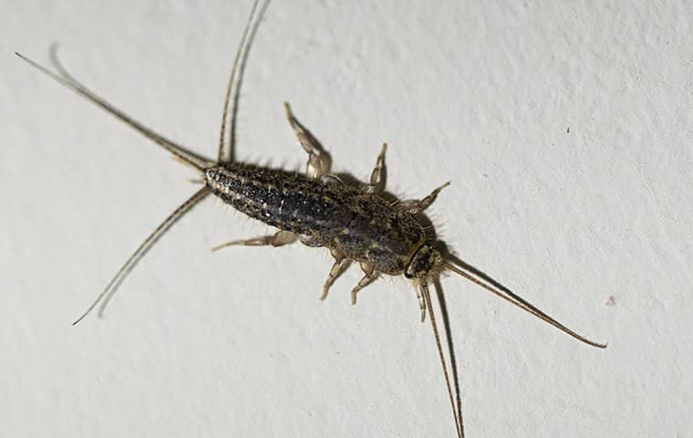 silverfish on paper
