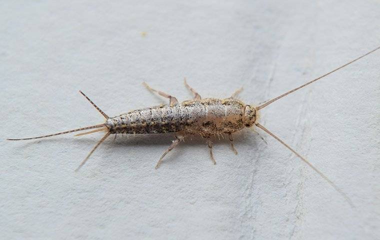 silverfish crawling on paper