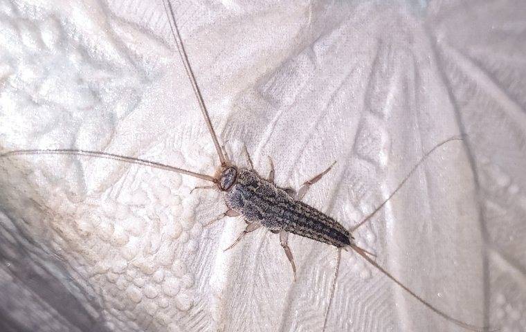 a silverfish on a styrofoam cup