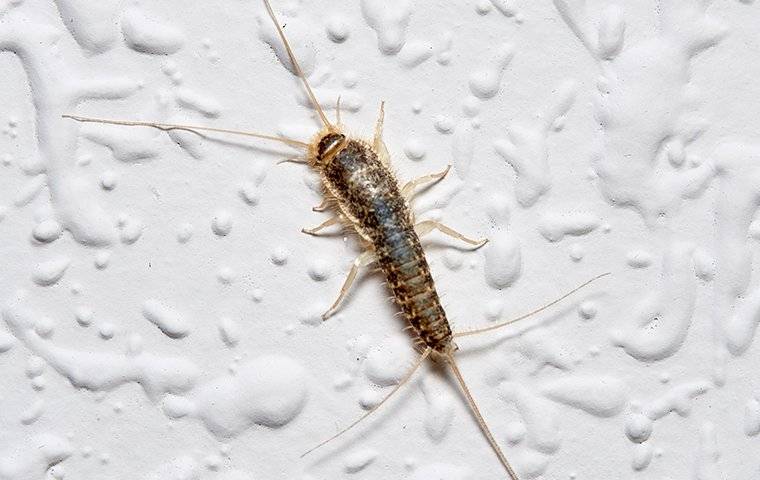 silverfish on bathroom wall