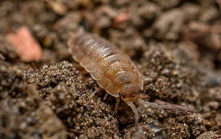 sow bug in the dirt