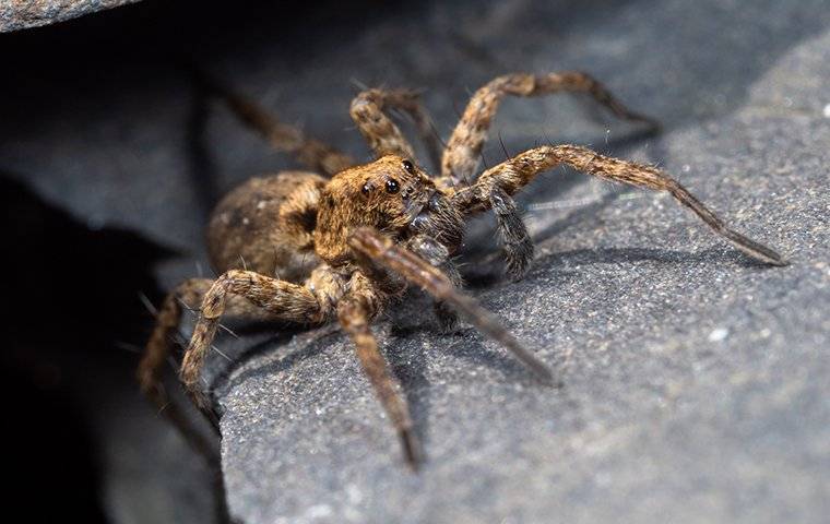 spider on a rock getting ready to hide