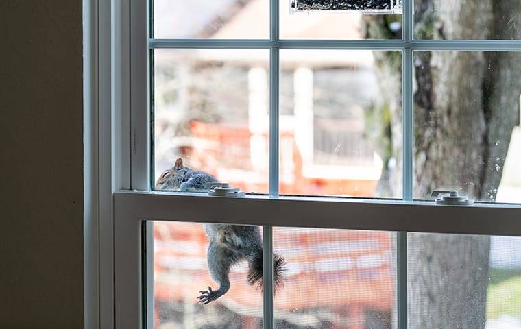 squirrel rodent stuck on a homes window