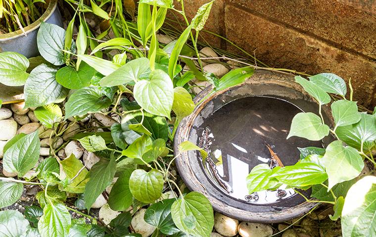 standing water in a plant pot